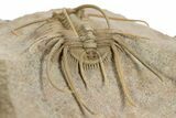 Spiny Boedaspis Trilobite - Museum Quality Specimen #360442-5